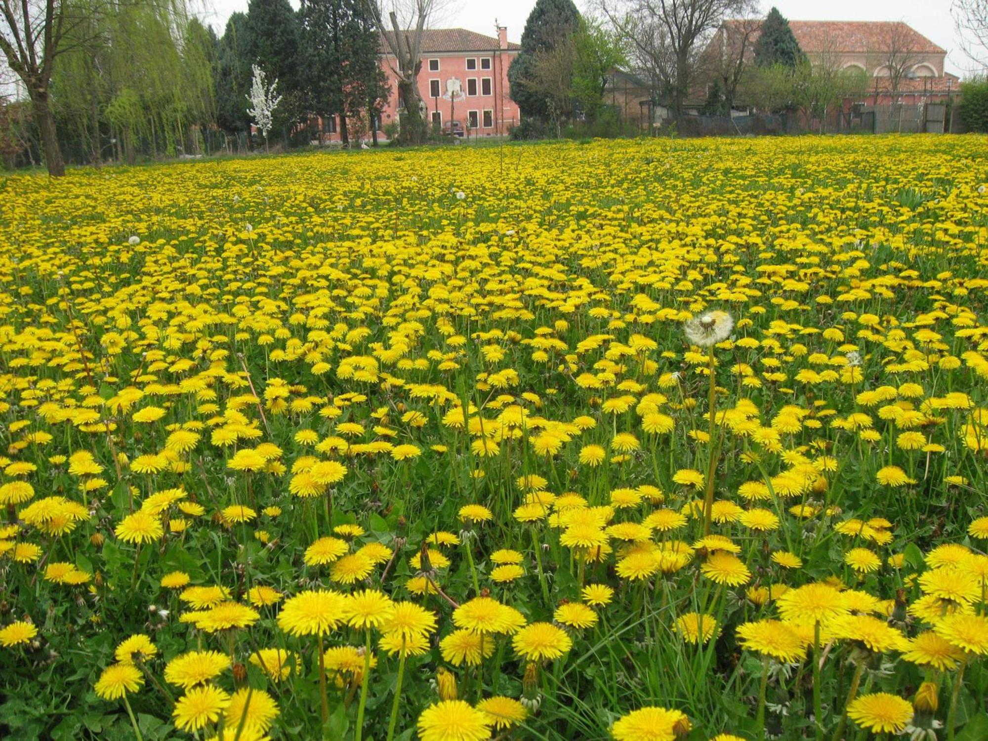 Bordeghina B&B In Farmhouse Pontecchio Polesine Exterior photo