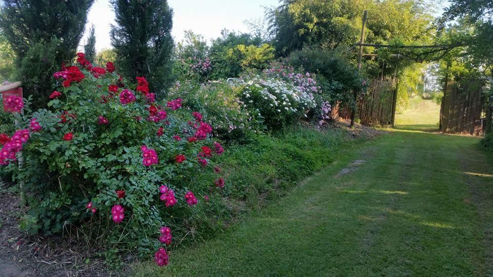 Bordeghina B&B In Farmhouse Pontecchio Polesine Exterior photo